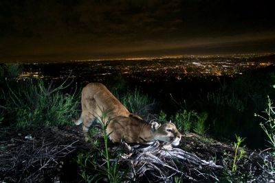 Cougars of LA imperiled by more frequent wildfires