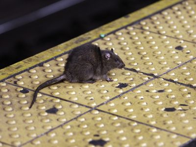 New York vows to fight rats on their home turf: curbside garbage piles