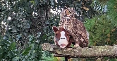 Owl seen taking to the skies riding a child's horse toy in baffling scene