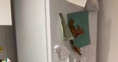 TikToker shares life hack of small hidden compartment that fixes 'smelly fridge'