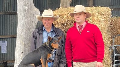 Record price set for working dog in Australia as prized kelpie goes for nearly $50k