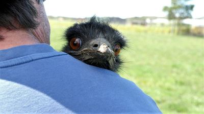 Guardian emus eat locusts, kill foxes on Portland raspberry farm — and make cuddly pets