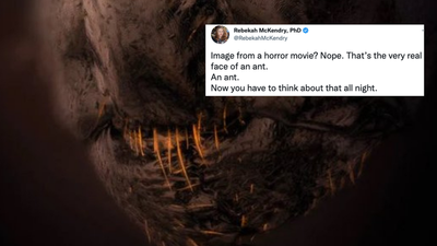 A Close-Up Pic Of An Ant’s Face Came Runner-Up In A Photo Comp Sir, That Is A Fkn Orc