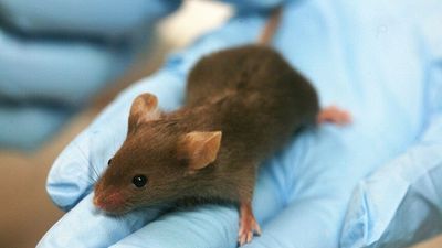 Committee finds 'particularly harmful' experiments on mice should be scrapped in NSW