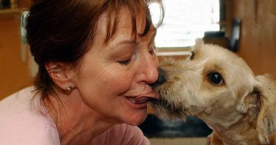 Medical expert warns pet owners they 'could lose limbs' from kissing their dogs