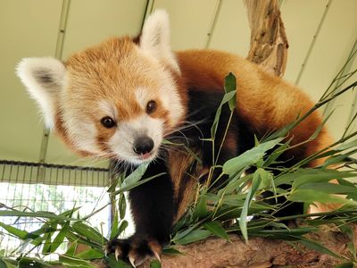 Rusty the red panda, who briefly ran free in D.C. in 2013, has unexpectedly died