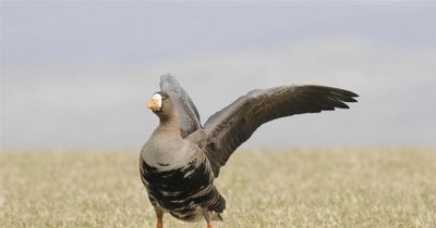 Castle Douglas nature reserve to hold event looking at migrating geese