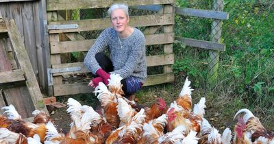 Dumfries and Galloway animal sanctuary in race against time to protect rescued cockerels