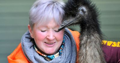 Naughty emus "grounded" after going on the run in Dumfries and Galloway