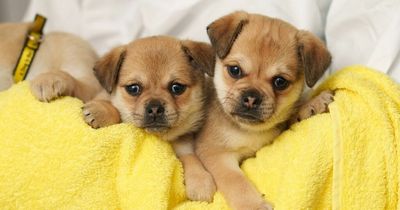 More than fifty puppies handed into Dogs Trust in just three weeks