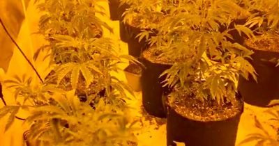 Large cannabis farm seized by police growing inside terraced house