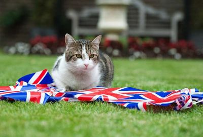 Larry the Cat outlasts fourth U.K. prime minister