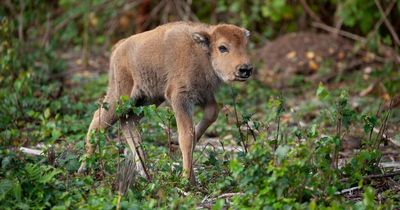 Wild bison calf born in UK for first time in 6,000 years