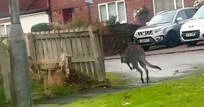 Bizarre moment WALLABY spotted hopping along UK street - and nobody can catch it