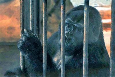 Mall zoo prices Thailand's last caged gorilla at B30m