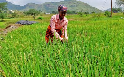 Indian export curbs shake up rice market