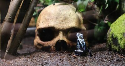 Sea Life sea creatures get Halloween-themed tanks this spooky season