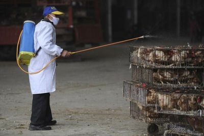 Vietnam reports its first human H5 bird flu case since 2014