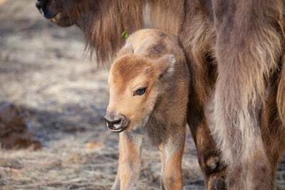 First bison born wild in the UK for thousands of years at Kent site