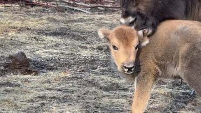 First Bison Born Wild In The Uk For Thousands Of Years At Kent Site