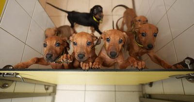 Urgent appeal for Irish foster homes after 54 puppies handed to Dogs Trust in less than three weeks