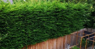 East Lothian hedge owner ordered to trim it by 3cm after neighbour complaint