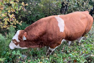 'Lover Boy' the bull escapes, causing traffic delays on busy road