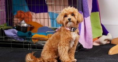 Dogs Trust issues advice to dog owners ahead of firework season