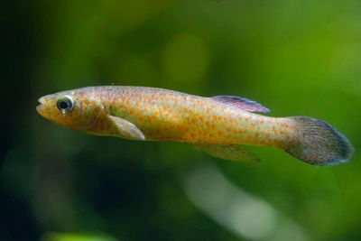 Tiny Tennessee fish protected, but US has yet to say where