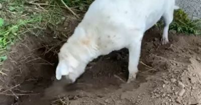 Watch: Heartbreaking moment dog helps bury his best friend