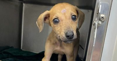 Rescued: Puppy burned with cigarettes and put in bucket
