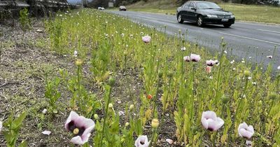 Have you seen all the pretty roadside weeds?