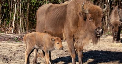 First wild bison born in Britain for 6,000 years creates history after surprise pregnancy