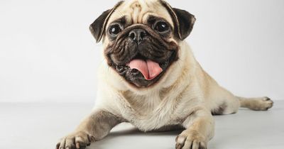 Doggie kisses could end up with you losing a limb, experts warn