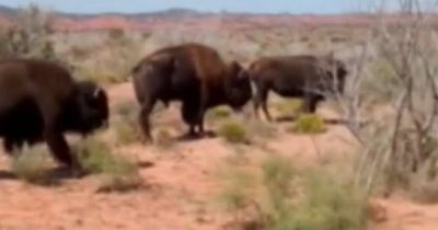 Woman savagely gored by bison in horror attack sparking urgent warning