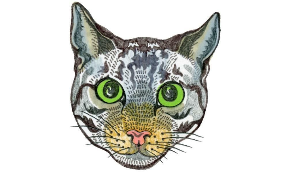 Can cats see the same things as humans can? Try our…