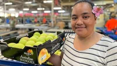 Mango farmers battle storms, geese and worker shortages to get fruit to market