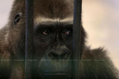 Pata Zoo denies gorilla 'Bua Noi' is for sale