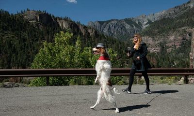 The dog that walks like a human – and other precocious pets: ‘We didn’t teach him, it was his idea’