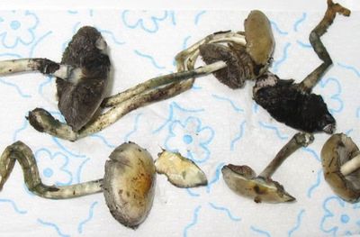 What we know so far about microdosing psychedelics