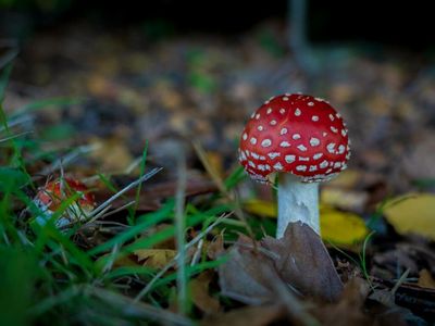 I Tried Amanita Muscaria, The 'Delta-8 Of Mushrooms,' Here's How It Went