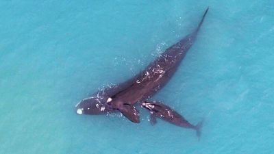 Whale-watching on Nullarbor's rugged coastline holds special significance for Anangu Yalata children