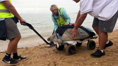 Thirty dead turtles wash up on Fraser Coast in a month but soft-shell syndrome treatment offers hope