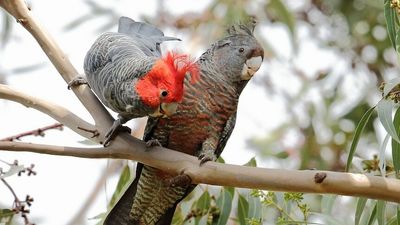 Birdwatchers prepare for Twitchathon to raise money for the gang-gang cockatoo