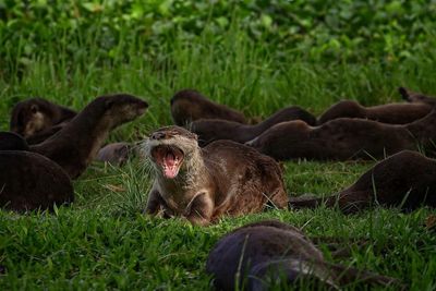 Slippery, hungry, sometimes angry: Singapore struggles with ‘unparalleled’ otter boom