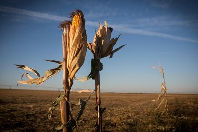 Farmers in US Midwest struggle amid prolonged drought