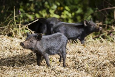 Farmers call on Scottish Government to urgently develop feral pig policy