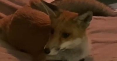 Bold fox makes itself 'way too comfortable' on woman's bed as she says it's 'so scary'