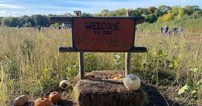 I spent £13 pumpkin picking at Claremont Farm and would urge everyone to try it out