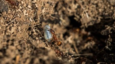 South American invasive stinging ant spotted in France for first time